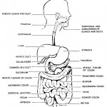label the parts of the digestive system worksheet , 7 Label The Parts Of The Digestive System In Organ Category