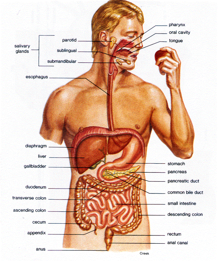 Organ , 7 Label The Parts Of The Digestive System : Label The Parts Of The Digestive System