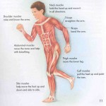 labeled diagram of muscular system , 6 Muscular System Pictures Labeled In Muscles Category
