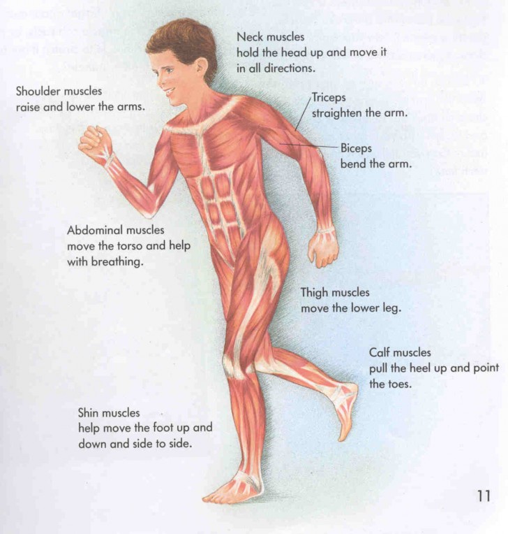 Muscles , 6 Muscular System Pictures Labeled : Labeled Diagram Of Muscular System