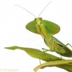 leaf Mantis picture , 6 Pictures Of Leaf Mantis In Orthoptera Category