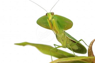 Leaf Mantis Picture , 6 Pictures Of Leaf Mantis In Orthoptera Category