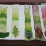 leaf chromatography experiments , 6 Leaf Chromatography Pictures In Laboratory Category