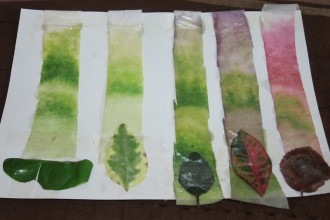 Leaf Chromatography Experiments , 6 Leaf Chromatography Pictures In Laboratory Category