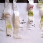 leaf chromatography lab results , 6 Leaf Chromatography Pictures In Laboratory Category