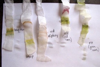 Leaf Chromatography Lab Results , 6 Leaf Chromatography Pictures In Laboratory Category