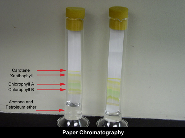 Laboratory , 6 Leaf Chromatography Pictures : Leaf Chromatography Lab