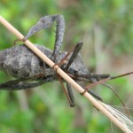 leaf footed bug picture , 6 Leaf Footed Bug Controls In Bug Category