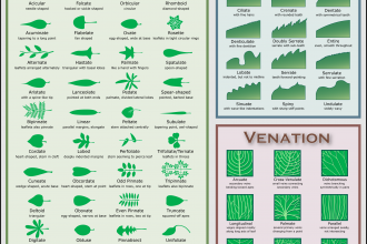 Leaf Identification Key , 7 Leaf Tree Id Key Review In Plants Category