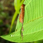 leaf mantis , 6 Pictures Of Leaf Mantis In Orthoptera Category