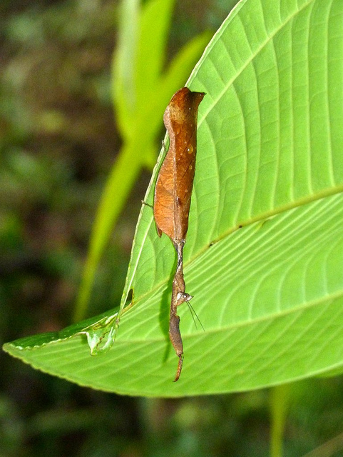 Orthoptera , 6 Pictures Of Leaf Mantis : Leaf Mantis