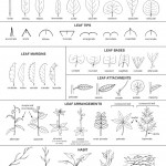 leaf tree id key , 7 Leaf Tree Id Key Review In Plants Category
