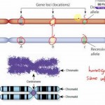learn genetics transcription , 6 Learn Genetics Transcription In Genetics Category