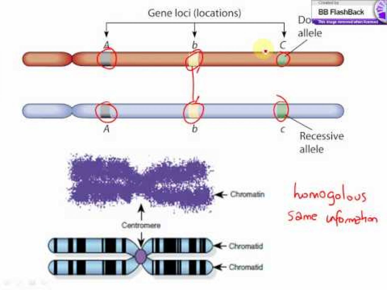Аллель и аллельные гены. Локус хромосомы аллели. Аллельные гены Локус. Локус ДНК. Аллели и Локус ДНК.
