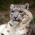 leopard tiger facts , 6 Snow Tigers Facts In Mammalia Category