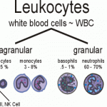 leukocytes white blood cells , 5 Types Of White Blood Cells Pictures In Cell Category