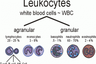 Leukocytes White Blood Cells , 5 Types Of White Blood Cells Pictures In Cell Category