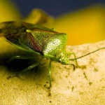 light green beetle , 6 Bug Or Beetle In Bug Category