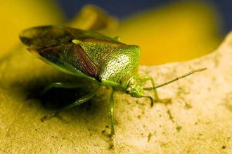 Light Green Beetle , 6 Bug Or Beetle In Bug Category