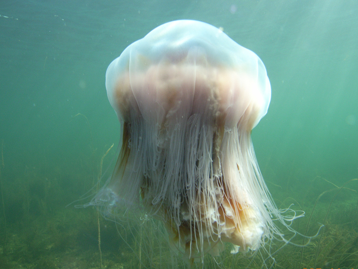 lion mane jellyfish facts