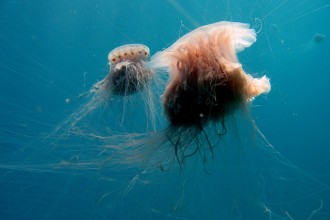 Lion Mane Jellyfish Habitat , 6 Lion Mane Jellyfish Photos In Marine Category