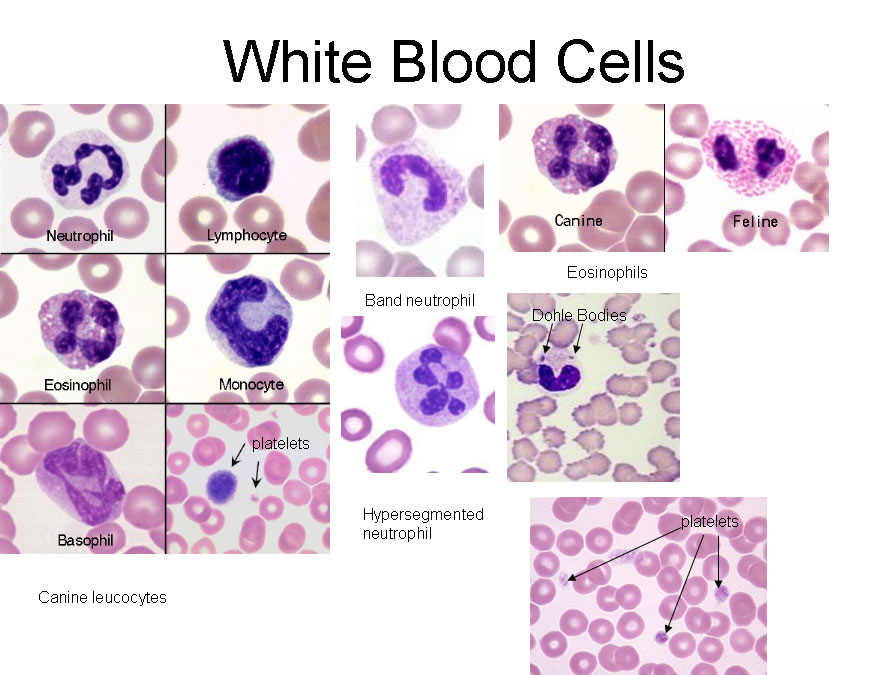 Blood Smear Cell Types