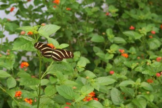 Long Live The Zebra Longwing Butterfly , 6 Zebra Longwing Butterfly Predators In Butterfly Category