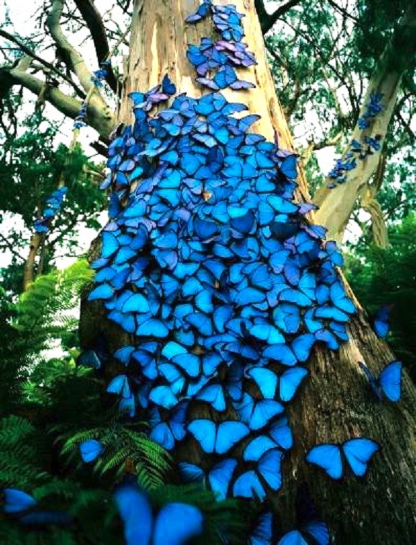 Butterfly , 6 Blue Morpho Butterfly Species Photos : Blue Butterflies Species