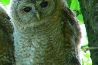 Many Interesting Facts Tawny Owl , 6 Owl Interesting Facts In Birds Category
