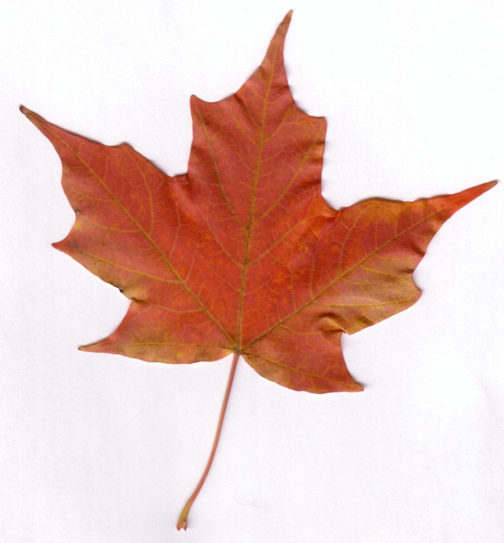 maple-leaf-biological-science-picture-directory-pulpbits