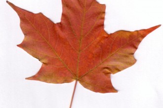 Maple Leaf , 7 Maple Leaf Photos In Plants Category