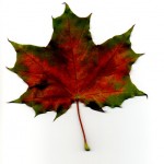 maple leaf image , 7 Maple Leaf Photos In Plants Category