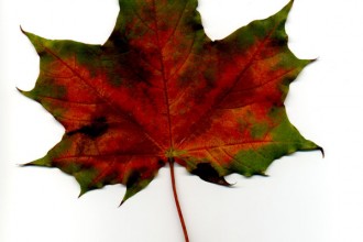 Maple Leaf Image , 7 Maple Leaf Photos In Plants Category