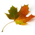 maple leaf photo , 7 Maple Leaf Photos In Plants Category