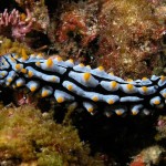 marine invertebrate species , 9 Marine Invertebrates In Invertebrates Category