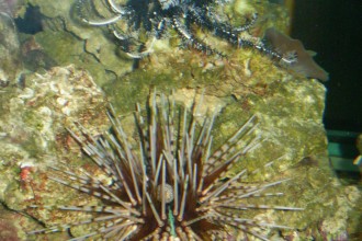 marine invertebrates animals in Mammalia
