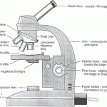 microscope parts function , 5 Labeled Parts Of A Microscope In Cell Category