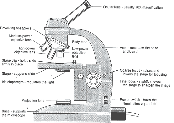 Major Parts Of The Microscope And Their Functions Dow - vrogue.co