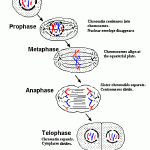 mitosis diagrams , 4 Structures Involved In Mitosis In Animal Cells In Cell Category