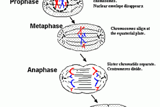 Mitosis Diagrams , 4 Structures Involved In Mitosis In Animal Cells In Cell Category