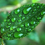 natural green leaf , 7 Green Leaf Landscaping In Plants Category
