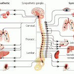nervous system chart , 6 Nervous System Diagrams In Brain Category