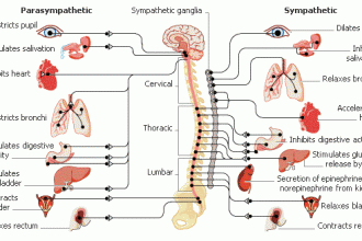 Nervous System Chart , 6 Nervous System Diagrams In Brain Category