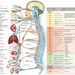 nervous system disgrams , 6 Nervous System Diagrams In Brain Category