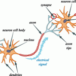 neurons synapse pictures , 6 Images Of Brains Synapse Neurons Structures In Brain Category