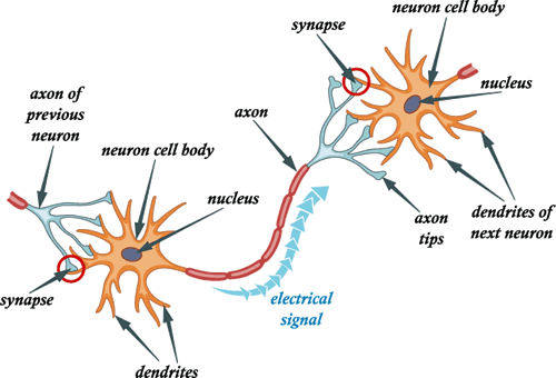 Brain , 6 Images Of Brains Synapse Neurons Structures : Neurons Synapse Pictures