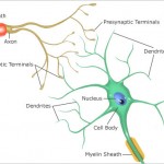 neurons synapse structures , 6 Images Of Brains Synapse Neurons Structures In Brain Category