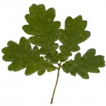 oak tree leaf , 6 Oak Tree Leaves In Plants Category