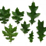 oak tree leaf identification , 4 Oak Tree Leaf Identification Key In Plants Category