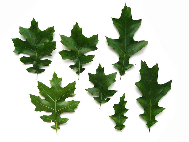 oak tree leaf identification